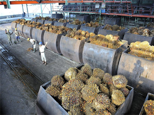 Machine de production d'huile de karnel de palme en Guinée