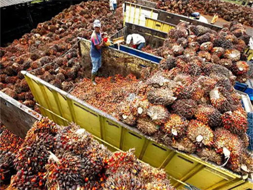 équipement de production d'huile de palme de haute qualité en Algérie